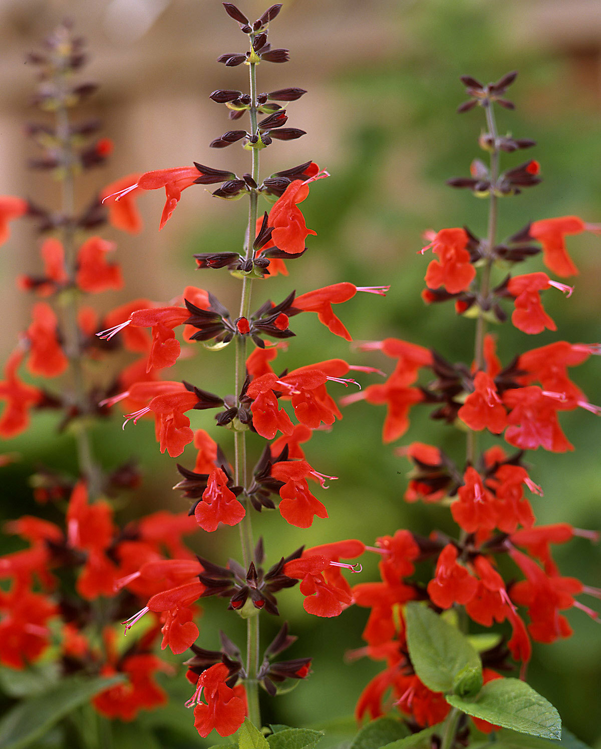 Salvia coccinea | Blood Scarlet Sage | 50_Seeds