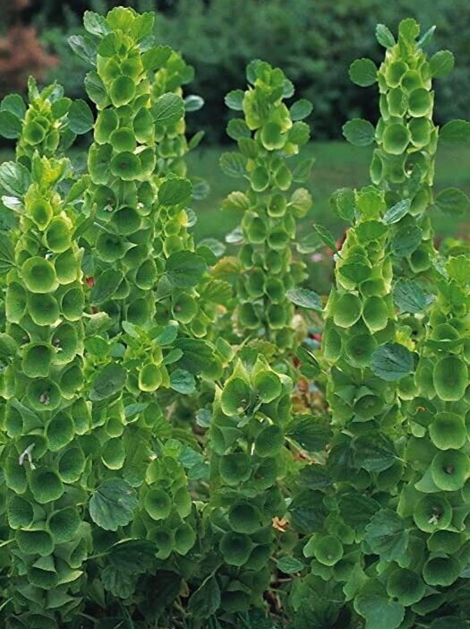 Moluccella ‘Bells of Ireland’ 35 seed