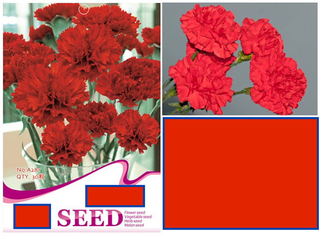 20 SEEDS CARNATION Dianthus Caryophyllus for germination flower exotic garden