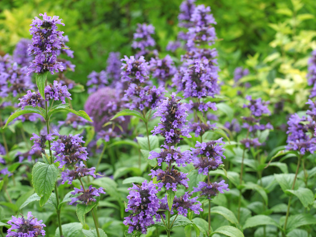 Anise Hyssop – 500 Seeds – A favorite of Swallowtails, Monarchs & bees