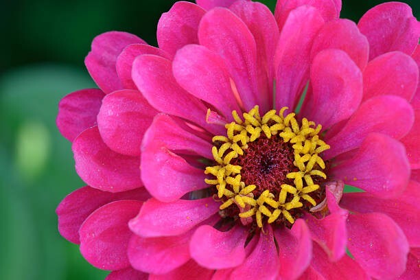 50 LILLIPUT ZINNIA SEED MIX | 2026 SALE FREE SHIPPING NON GMO
