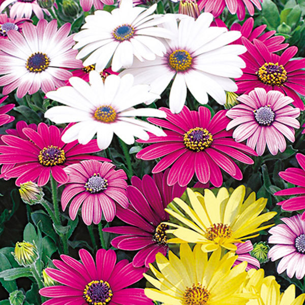 200+AFRICAN DAISY Cineraria Mix Flower Seeds Cape Marigold Drought Tolerant Easy