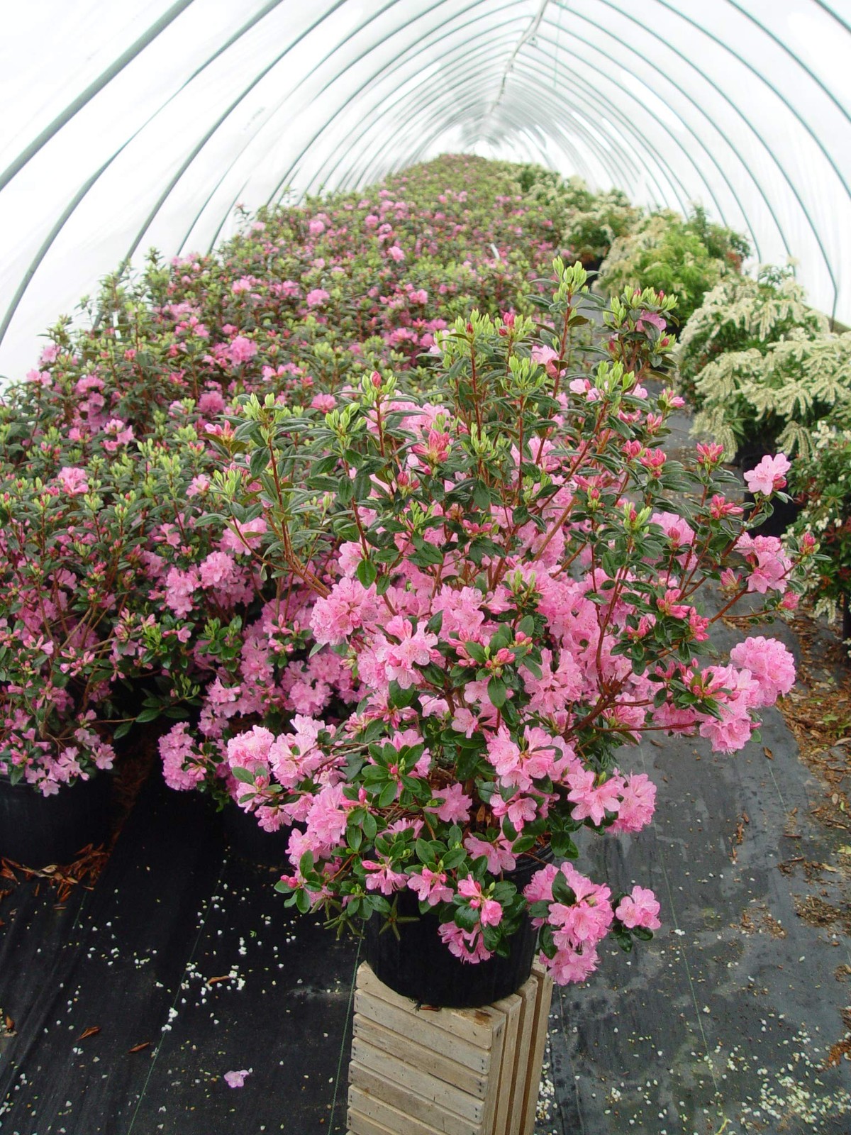 Rhododendron ‘Olga Mezitt’ (Rhododendron) Evergreen, deep pink flowers, #2 – …