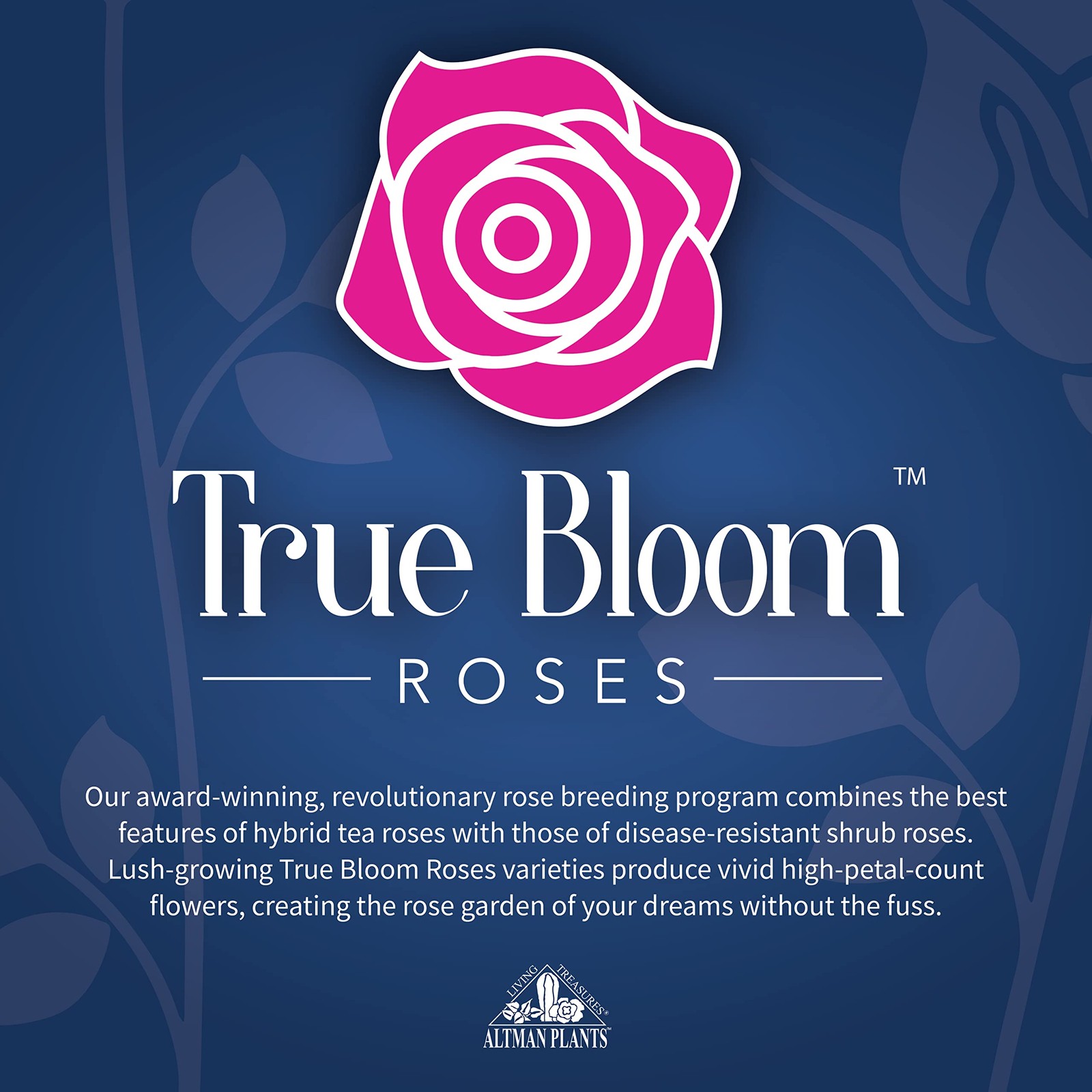 Fresh Roses for Delivery , Pink Rose Live Rose Bush Plants, Indoor Rose Plant…