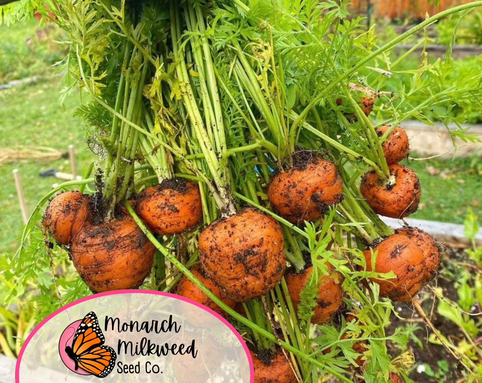 3600+ Carrot Seeds ‘Parisian’ | Heirloom, Non-GMO, Vegetable Gardening Seed Pack