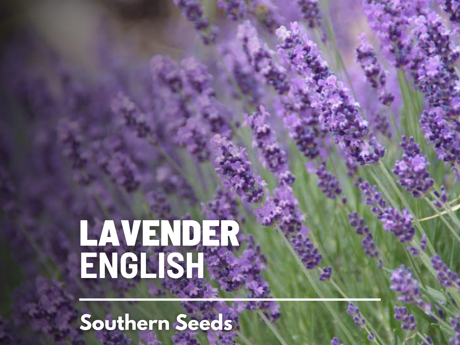Lavender, English (True Lavender) – 100 Seeds – Fragrant Herb – Mosquito Repelle