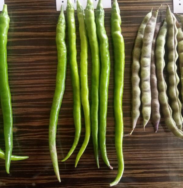 4varieties pepper pack(30+seeds Each, Total 120+seeds) 4种辣椒种子合集(各品种30+ 粒,共120+粒）