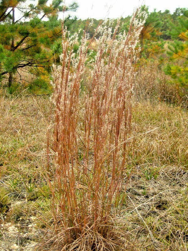 501+ LITTLE BLUESTEM Seeds Native Prairie Grass Ornamental Perennial Fall Colors