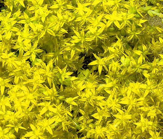 SEDUM CZAR’S GOLD STONECROP Sedum Hybridum – 200 Bulk Seeds