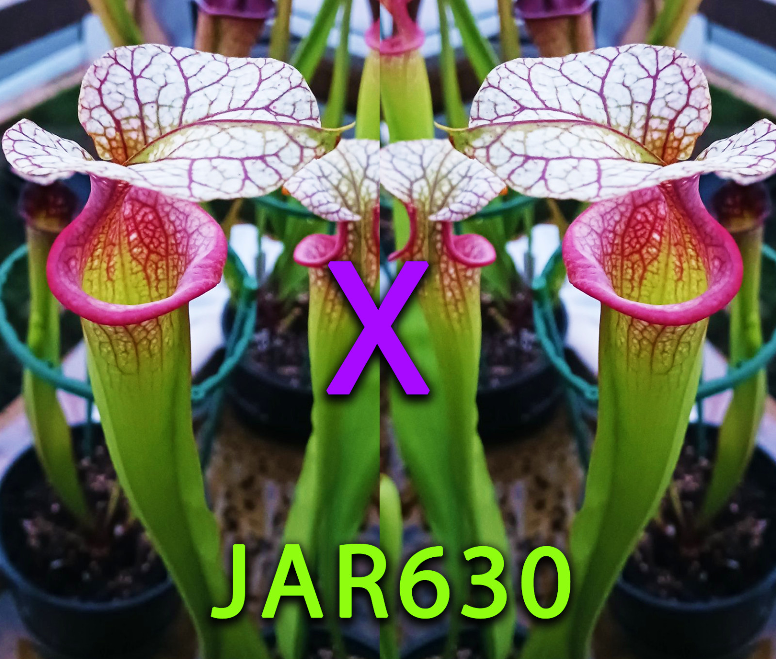 Sarracenia Seeds – JAR630 Adrian Slack x Adrian Slack
