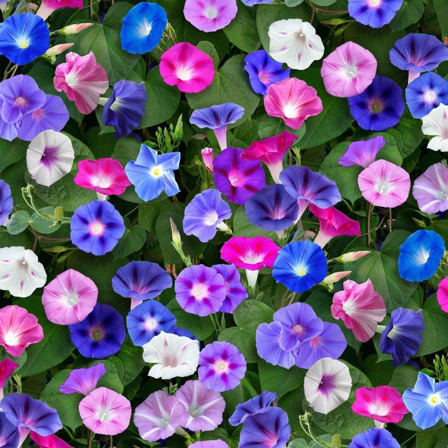 Morning Glory Tall Mix – 100 Seed Count Packets