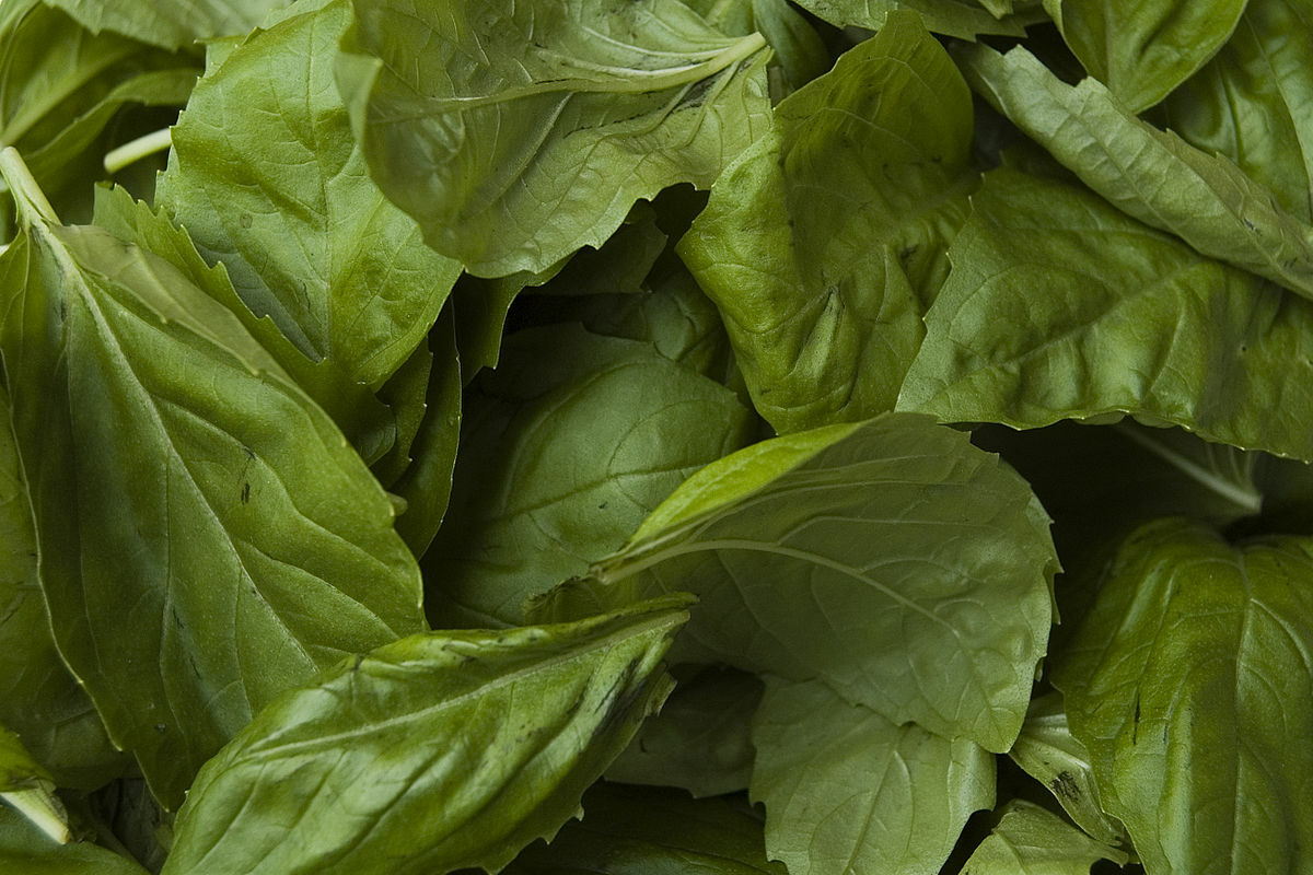 1000 Genovese Basil Seeds Ocimum basilicum Herb Non-GMO