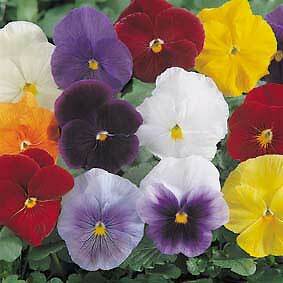 Pansy Matrix Clear Mix 250 seeds