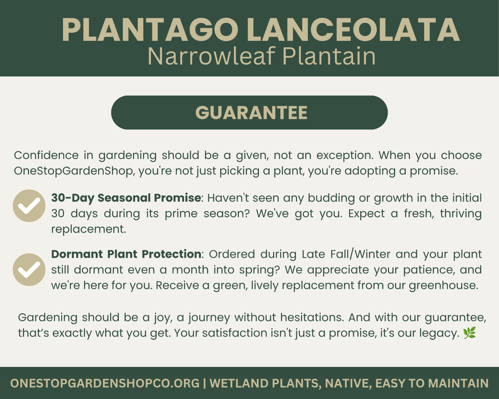 Plantago lanceolata | Narrowleaf Plantain | Bareroot