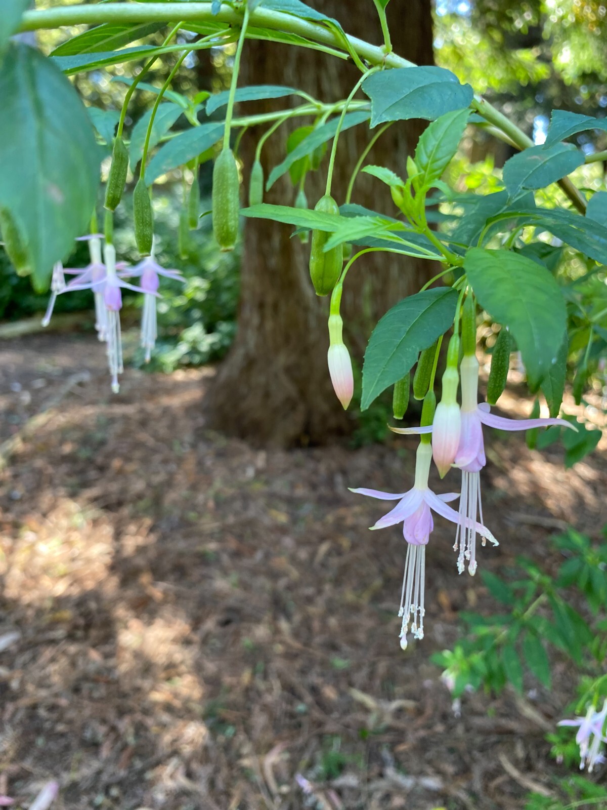 Fuchsia magellanica v. molinae | Maidens Blush | 50 seeds