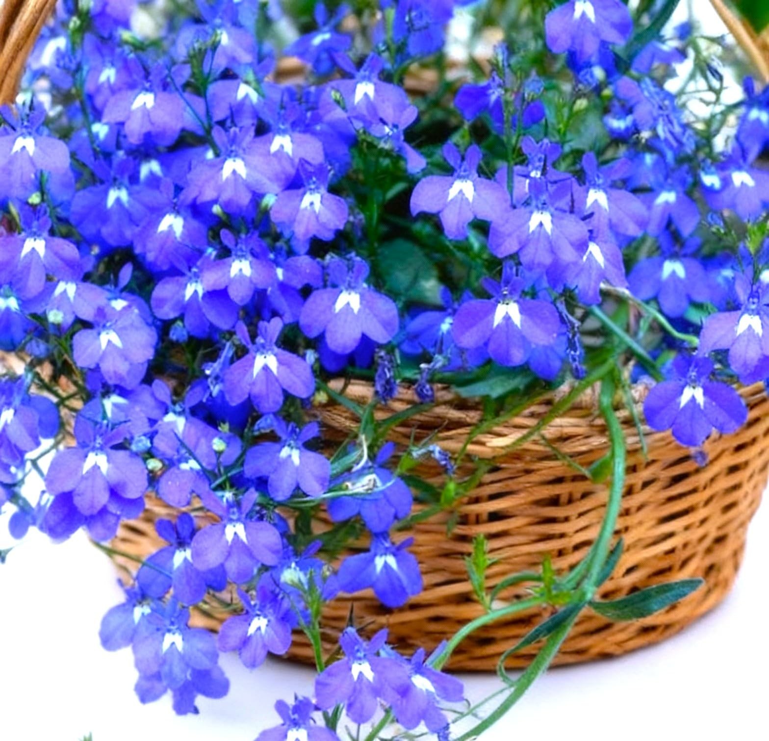 Seeds Blue Cascading Lobelia Sapphire Lobelia erinus VAR. pendula 1000+ Seeds…