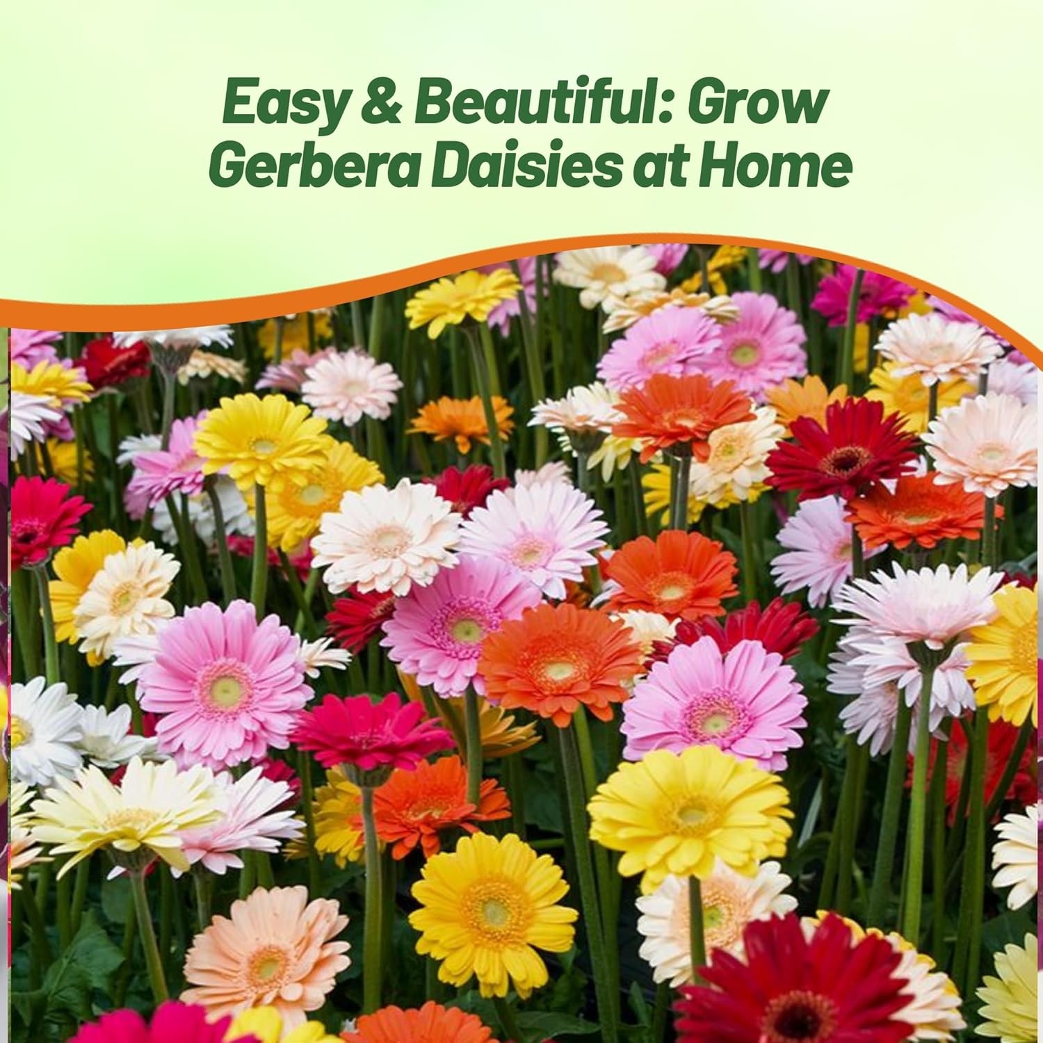 200 Seeds Gerbera Seeds For Planting | Perennial Gerbera Flower Seed Mix