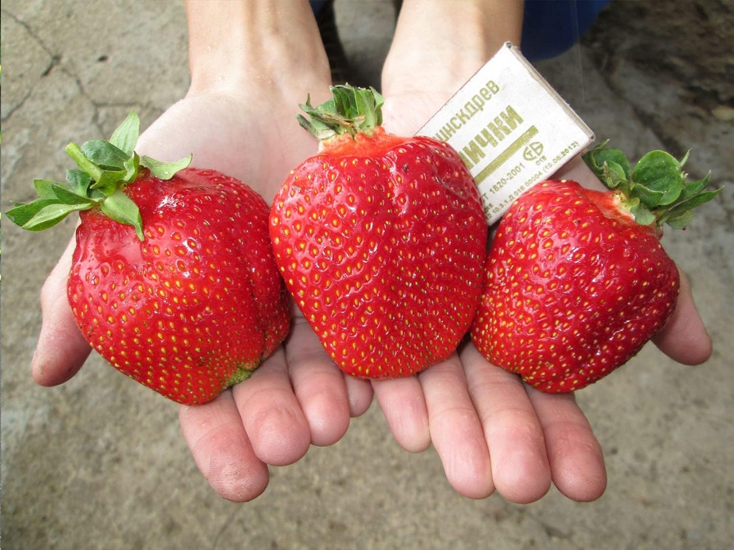 15 Pack Giant Strawberry Seeds for Indoor Growing Non GMO Everbearing