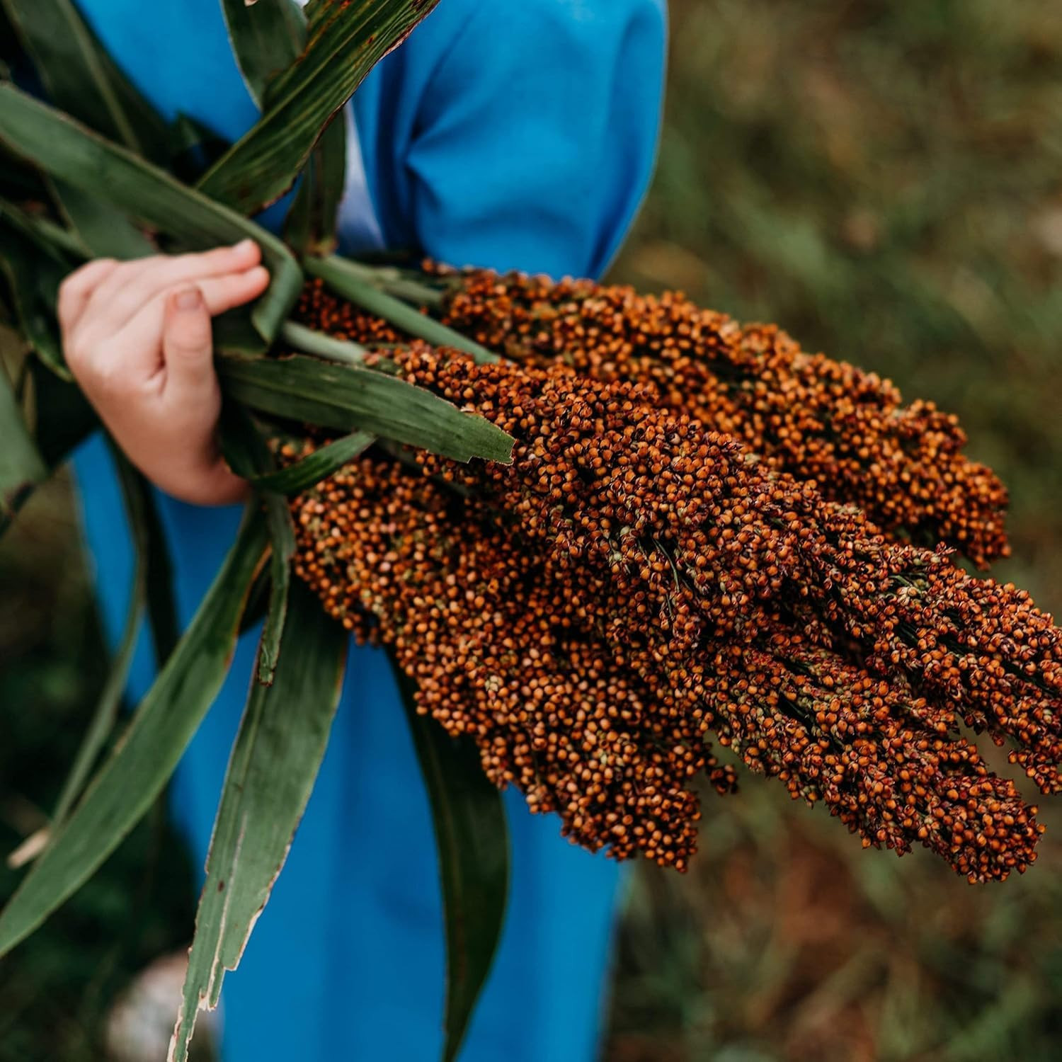 Sweet Sorghum Seeds 300Pcs � Easy Growing, High Yield, Non-Gmo, Ideal for Home G