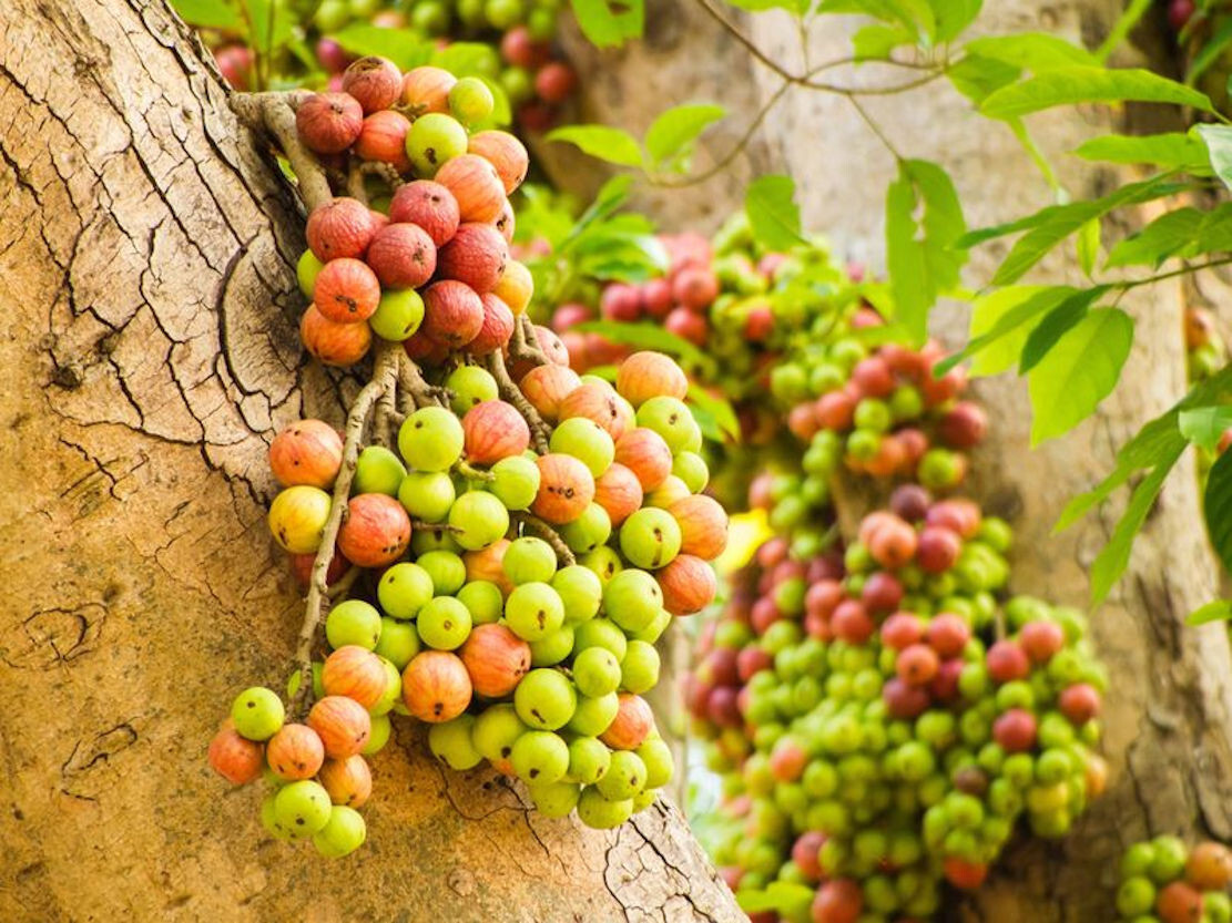 Ficus hispida Rare Fig Tree -20 Seeds -Tropical Plant – Hairy Fig