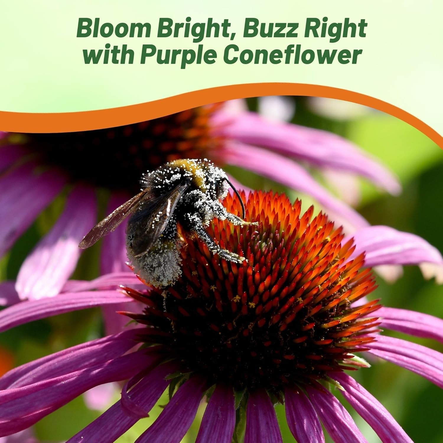 Heirloom Purple Echinacea Coneflower Seeds – 1/4 lb Deer-Resistant & Easy Care