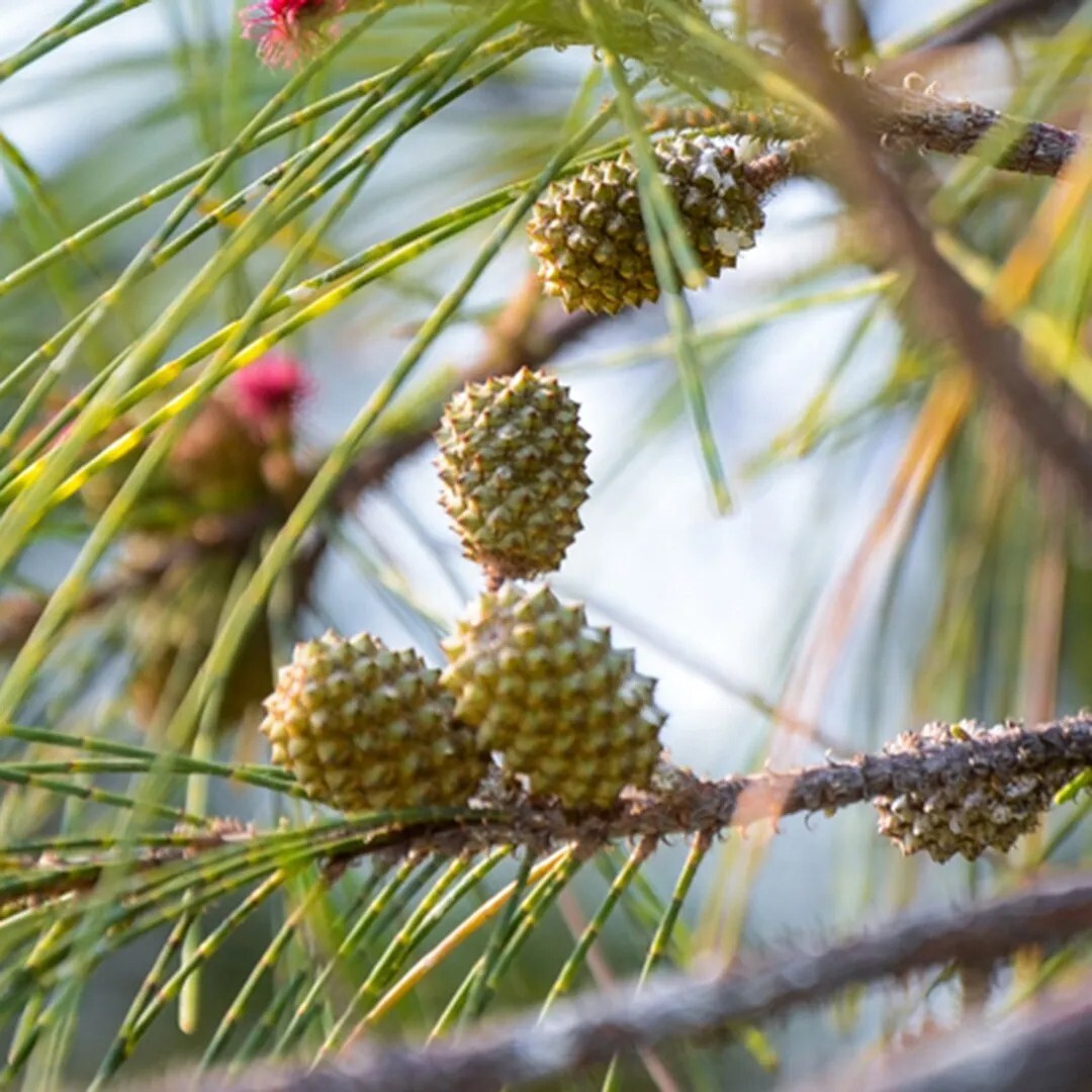 Australian Beach Pine Tree | Premium Seeds | Casuarina equisetifolia | Plants’®