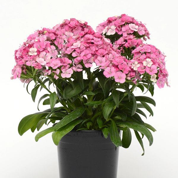 Dianthus Seeds Jolt Pink Magic 25 Pelleted Seeds “New 2018”