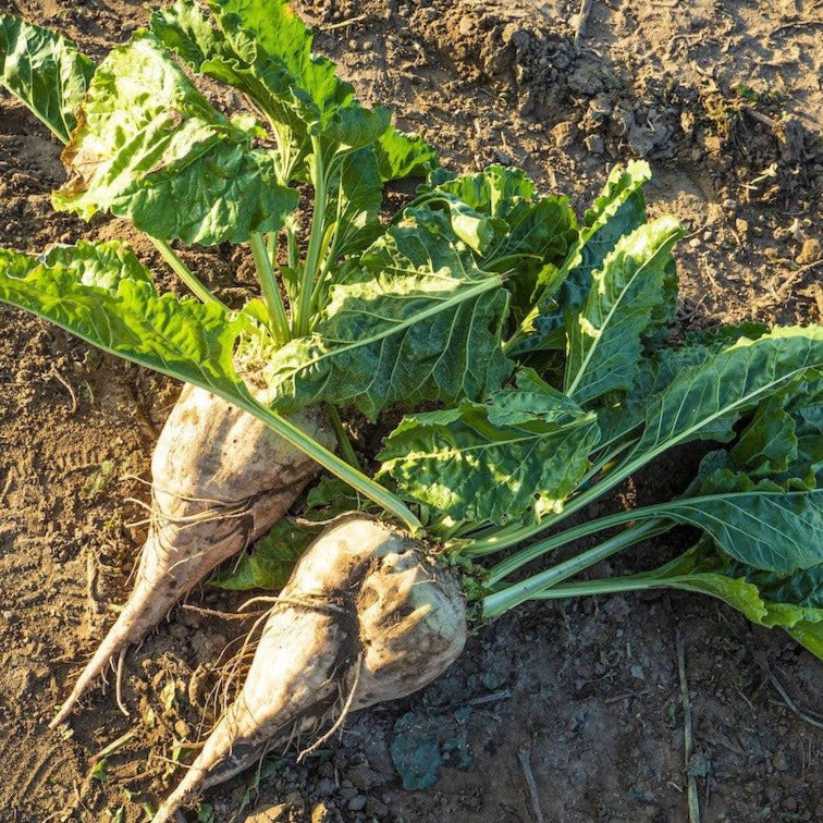Sugar Beet Seeds | White Albino Sucrose Mangel Turnip Beets Vegetable Seed 2024