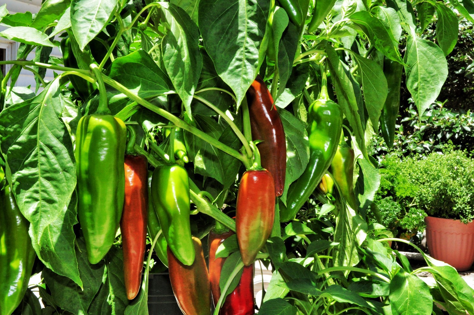 Anaheim chili hot pepper seeds non-gmo heirloom open pollinated awesome flavor!
