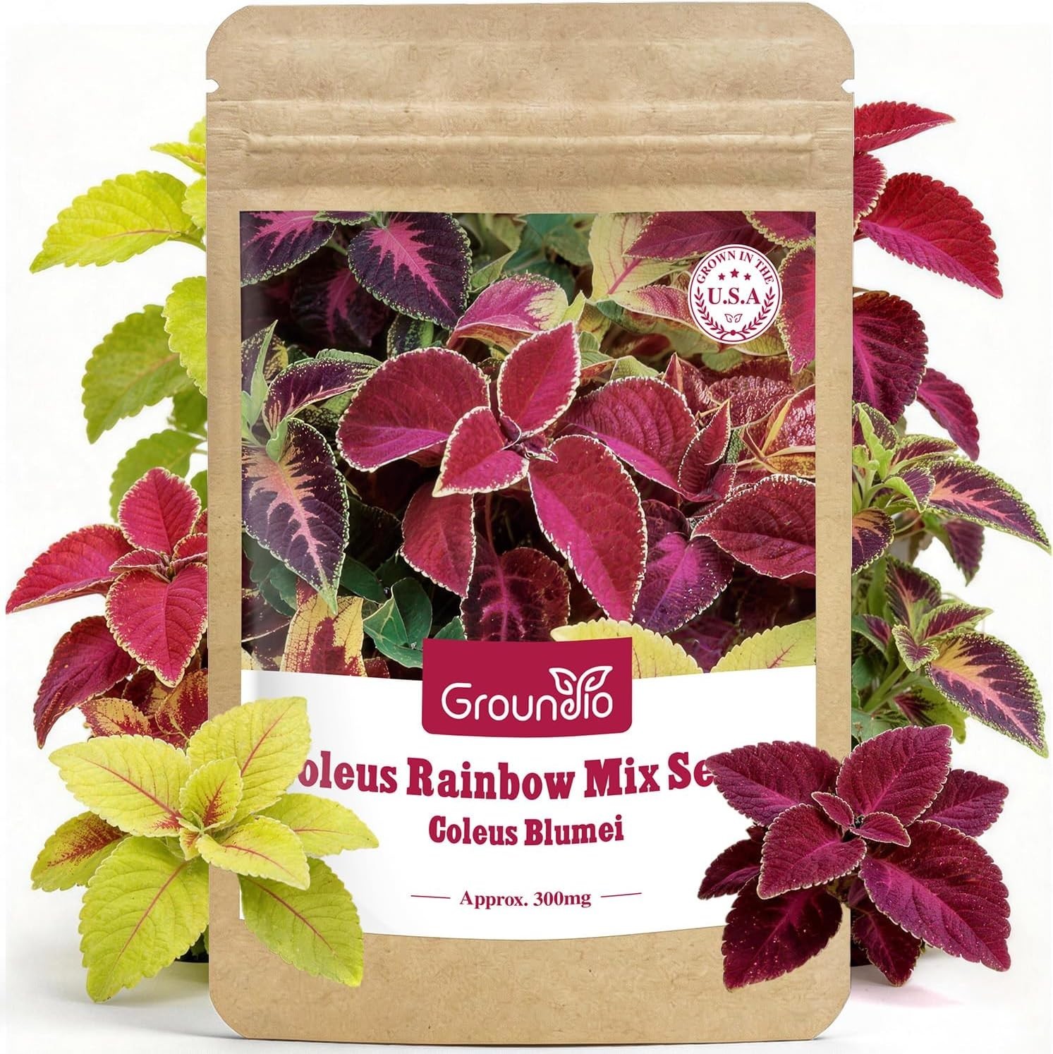 Coleus Seeds Colorful Rainbow Mix, High Germination Foliage for Patio & Borders