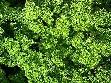 Parsley Darki Moss Curl Petroselinum 2,000 seeds