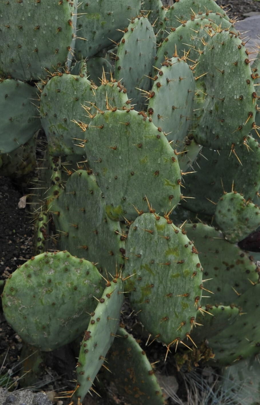 Opuntia engelmannii var. aciculata Old Man Whiskers 10 seeds