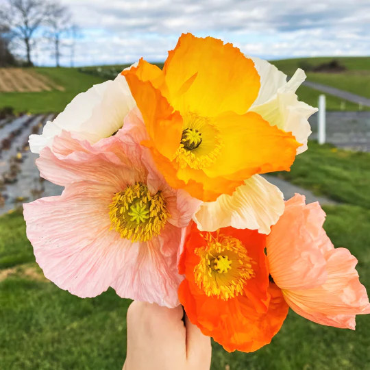 Iceland Poppy Seeds | Papaver Nudicaule Paper Poppies Champagne Flower Seed 2024