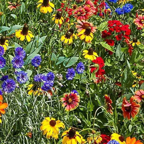 Southeastern Wildflower Mix 200 + Seeds. Non-GMO~Free S/H