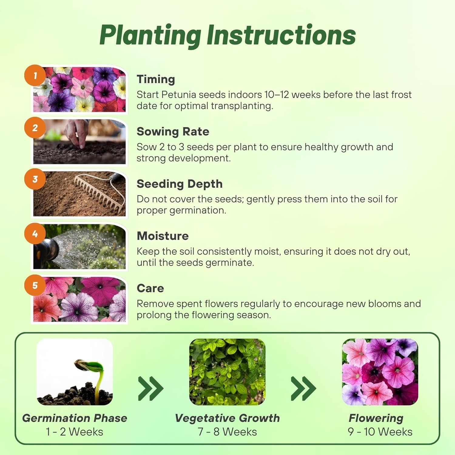 500 Pcs Veined Multiflora Petunia Seeds – Ideal for Containers & Hanging Baskets