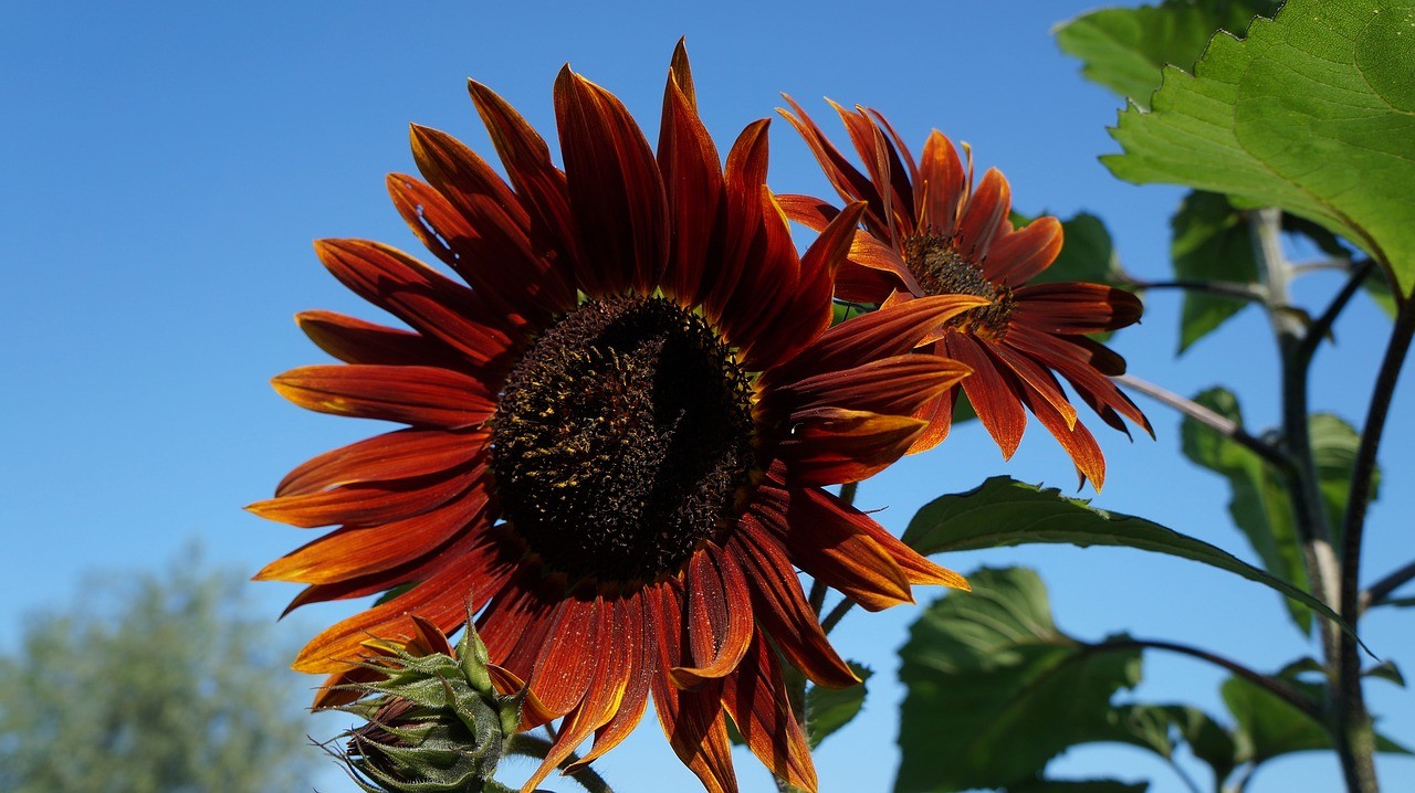 75+AUTUMN BEAUTY SUNFLOWER MIX Flower Seeds Fall Colors Native Wildflower Easy