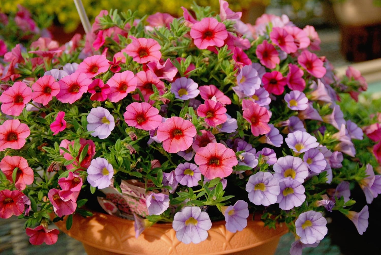 6000+ Petunia Seeds for Planting – Mix Color Annual Flower Seeds for Outdoor G