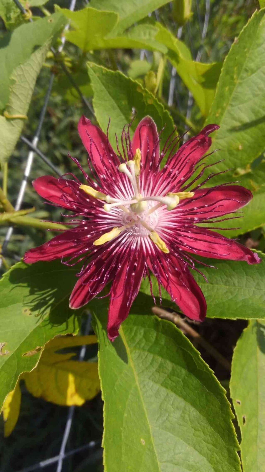 Passion Flower ‘Lady Margaret’ (Passiflora hybrid) 2.5″ Pot Size