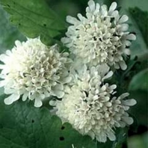 Scabiosa atropurpurea Snowmaiden 10 seeds