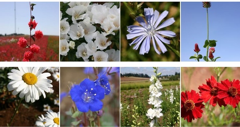 Wildflower seeds 1,000 red, white and blue mix wildflower seed mix 1,000 seeds