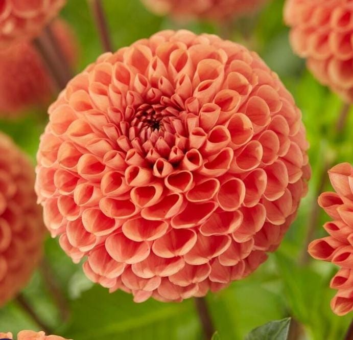 1 CORNEL BRONZE Ball Dahlia – Large Tuber – US Seller