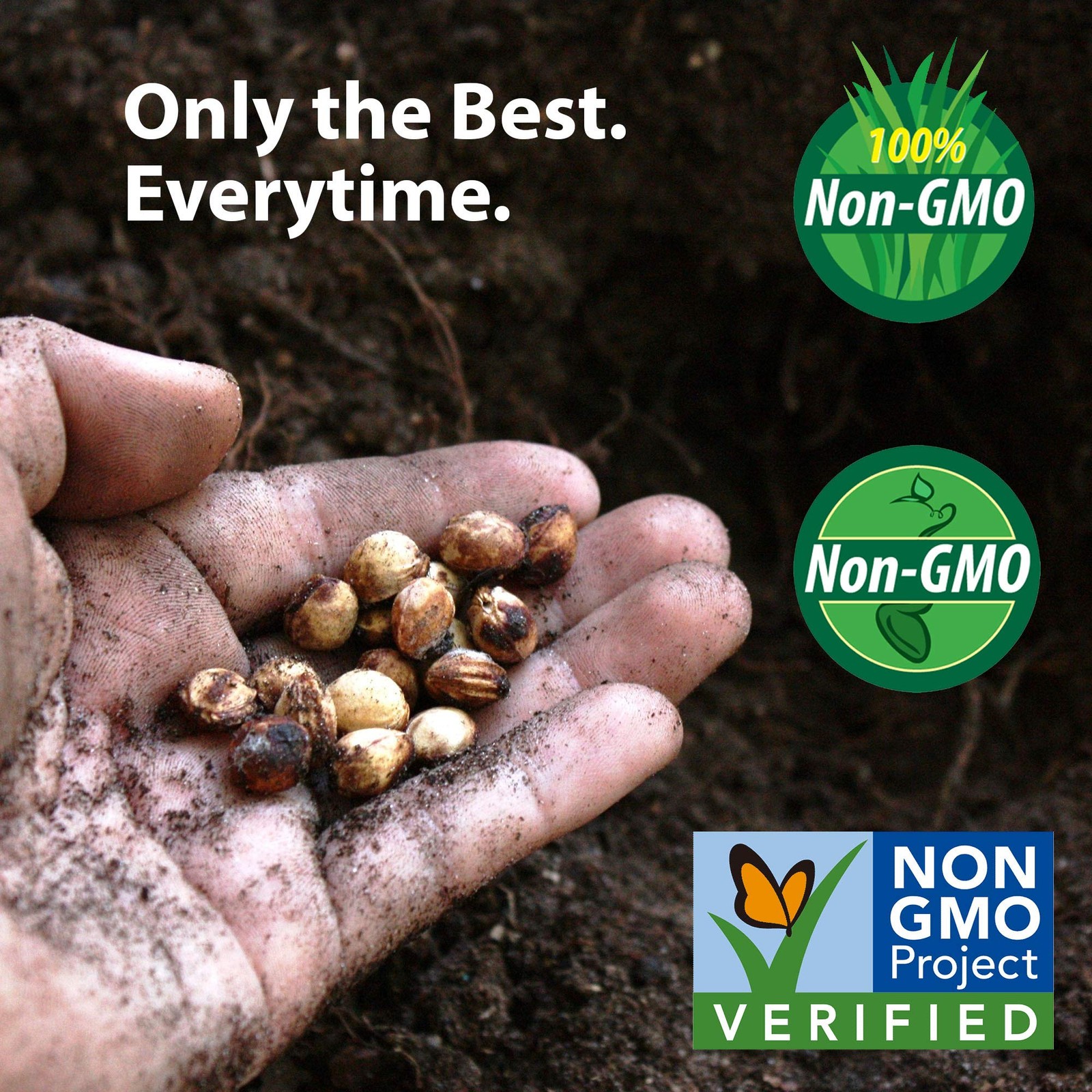 NonGMO Alfalfa Seeds 1 lb High Germination for Gardening & Cover Crops