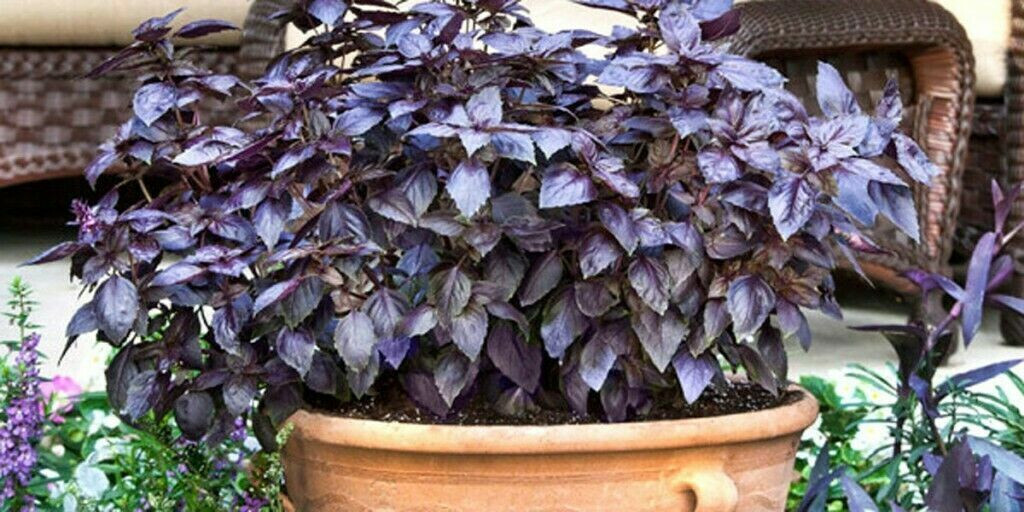 Scarborough Seeds Red Rubin Basil 500 Seeds Heirloom NON GMO Fragrant USA