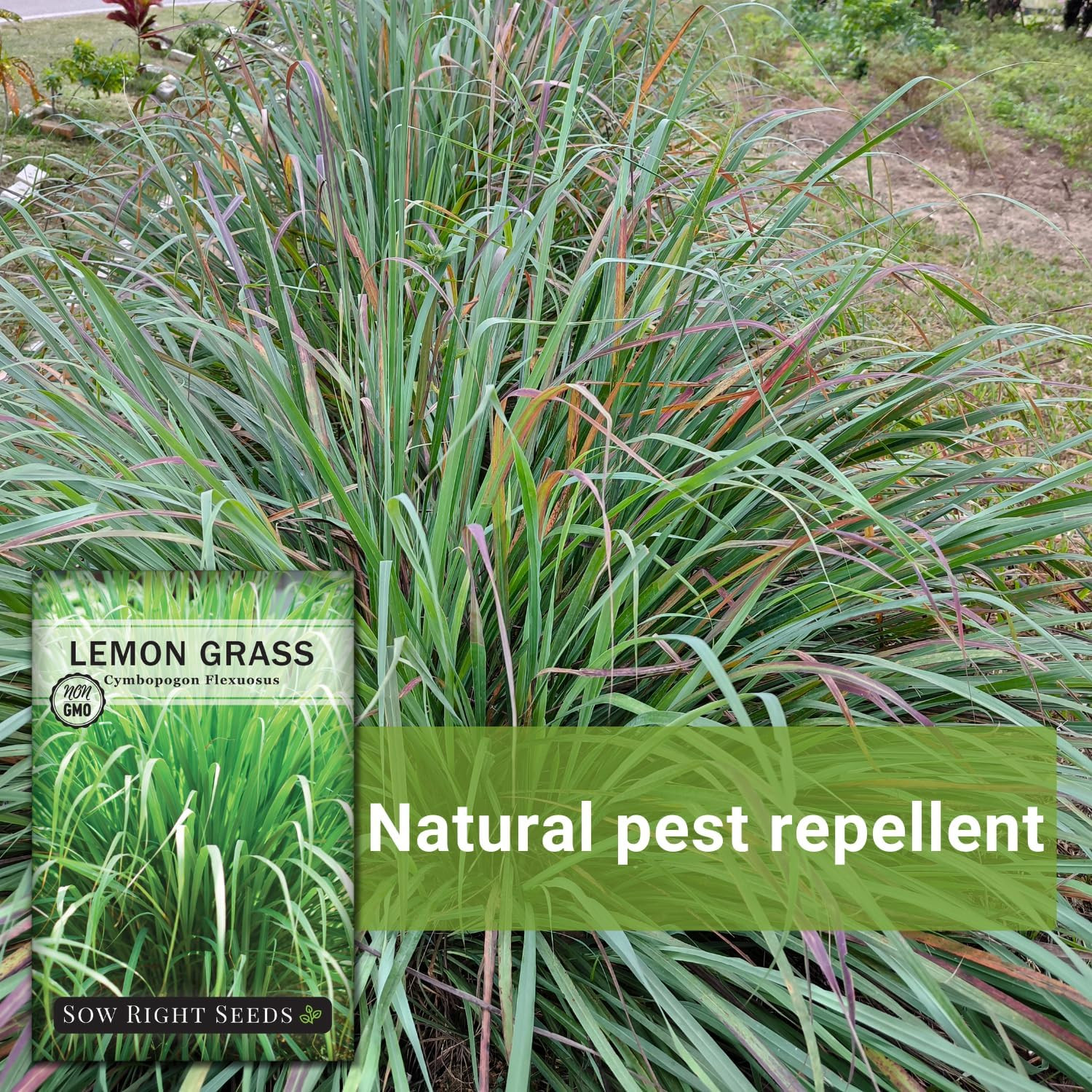 Sow Right Seeds – Lemon Grass Seeds for Planting – Non-GMO Heirloom – East India