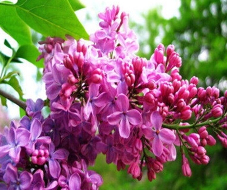 20 SEEDS for RED VIOLET PINK LILAC rare flowering exotic plant bush USA Seller