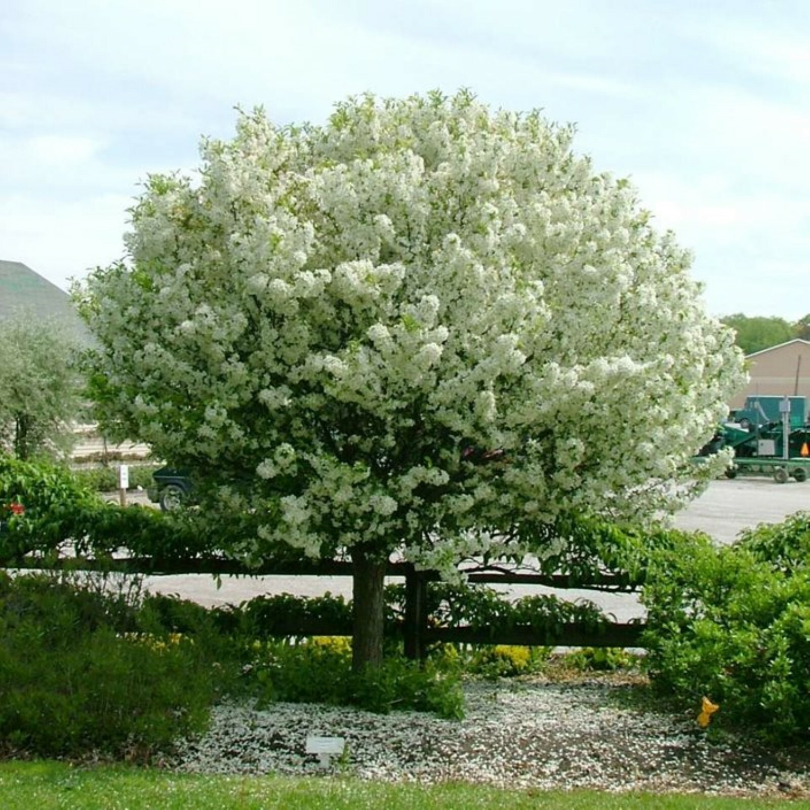 Crabapple Roseglow Sargent (Malus sargentii) 1-2 year old Bare Root