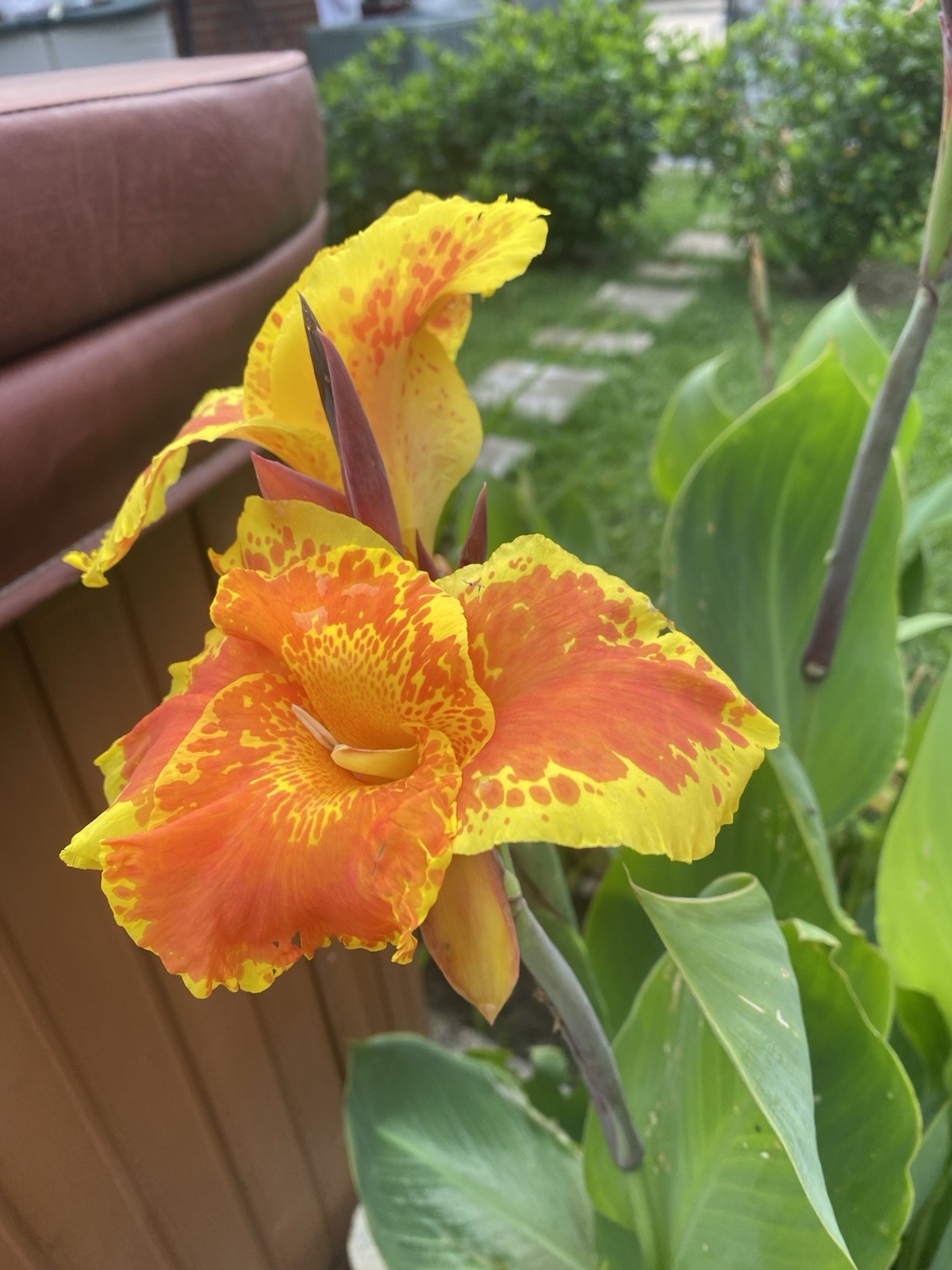 3 Canna Lily Rhizomes Bulbs Perrenial Orange Yellow Flowers Tropical Plant