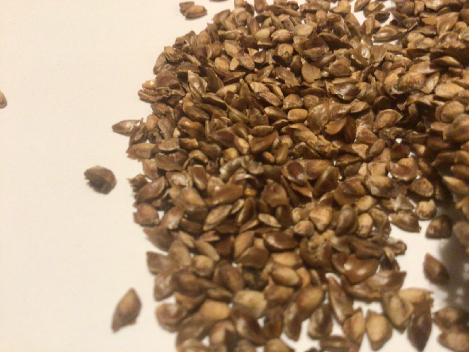 European Larch Tree Seeds (LARIX DECIDUA)