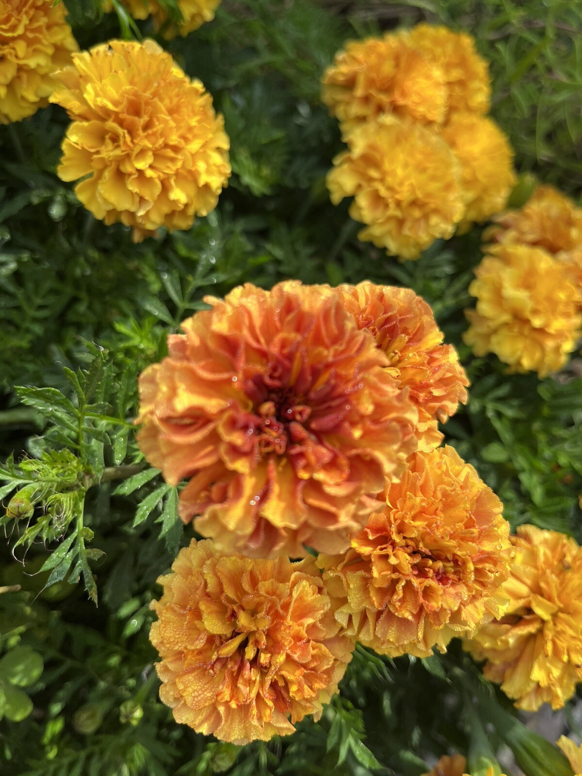 Strawberry Blonde Marigold – 15 seeds