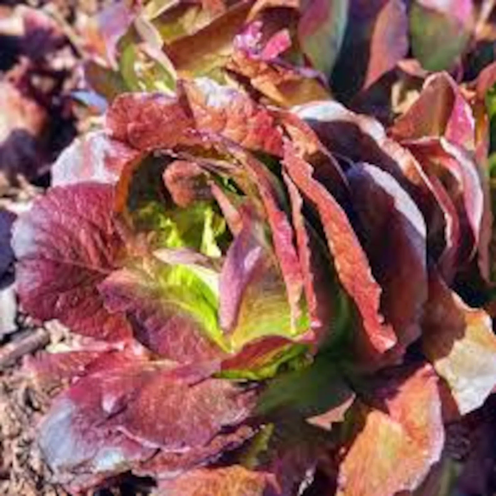 Red Romaine Lettuce non-GMO Heirloom seeds (250ct)